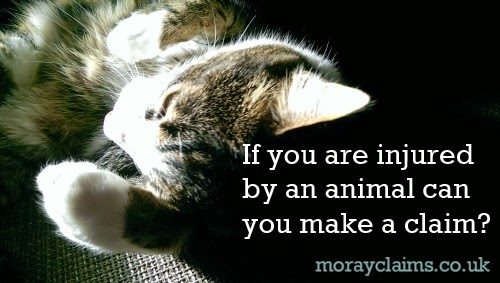 If You Are Injured By An Animal Can You Make A Compensation Claim? If You Are Injured By An Animal Can You Make A Compensation Claim?