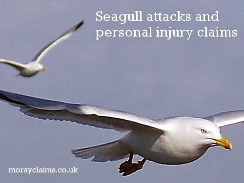 Seagull Attacks and Personal Injury Claims Seagull Attacks and Personal Injury Claims